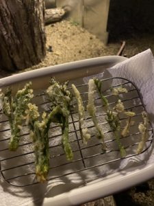 タラの芽のてんぷら