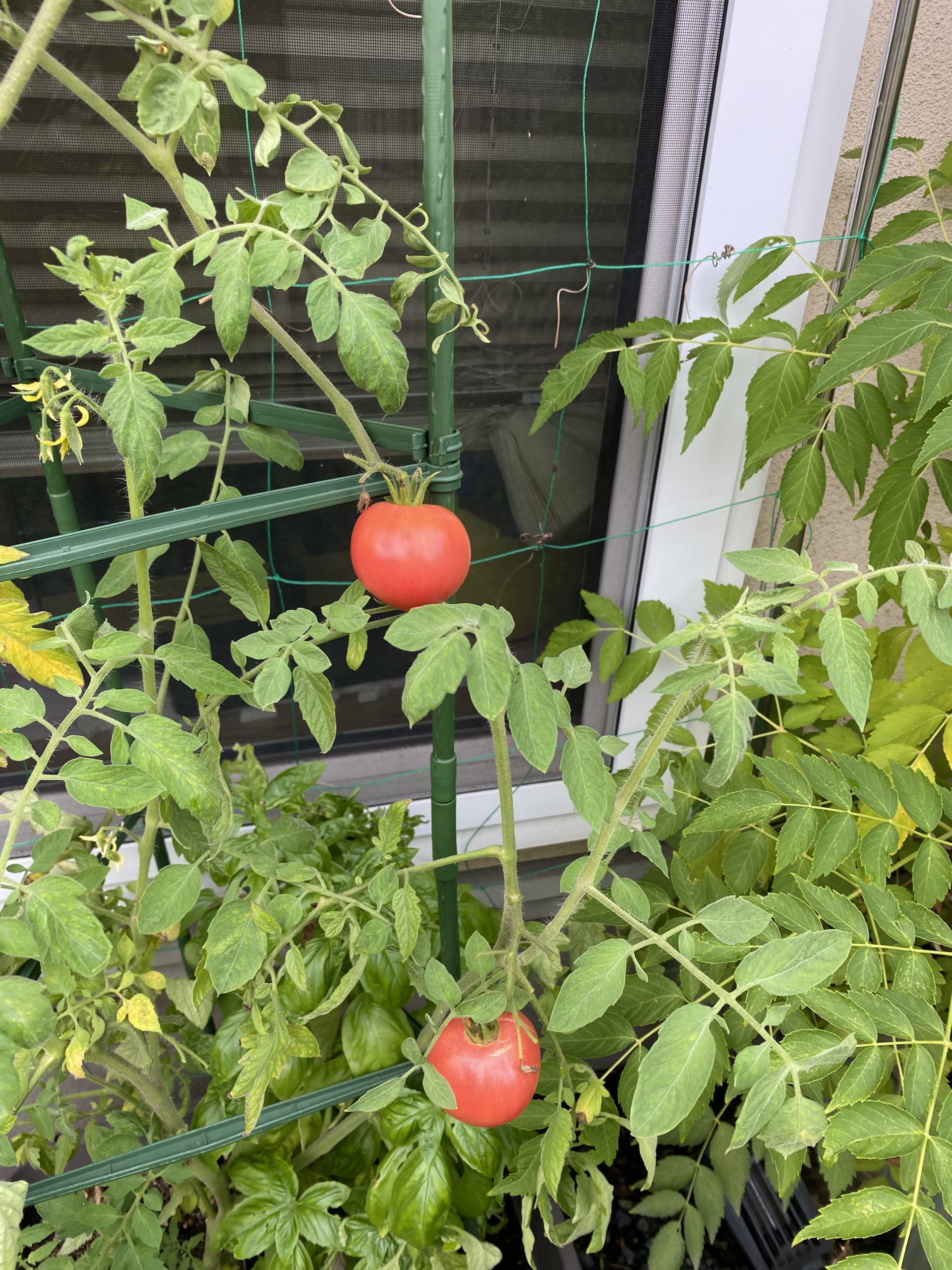成長が止まっているのかな～。トマトに影響が出そう。