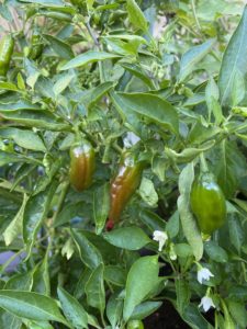 家庭菜園の収穫物でひどい目に遭った！でも美味しい炭火焼き！