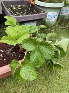 あら不思議！植替えしたら元気になった！？普通のいちごの進捗！