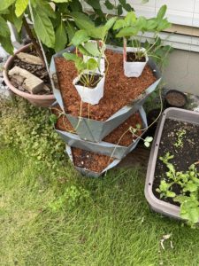 白いちごの栽培準備