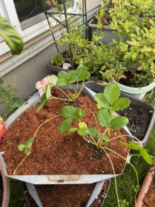 白いちごの様子