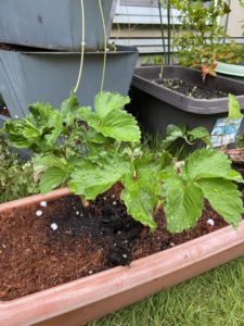 10月8日のいちご