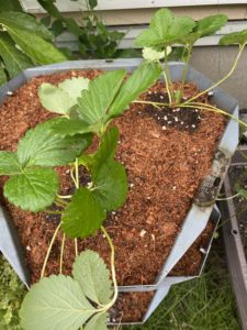 しろいちごの植え付け