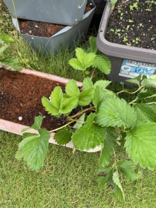 10月8日のいちご