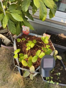 10月28日白いちご