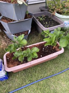 10月16日のイチゴ