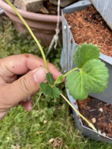 いちごのランナー