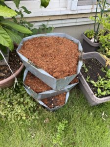 白いちごの栽培準備