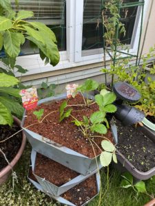 いちごの植え付け完成