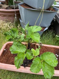 10月10日のイチゴ