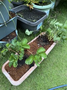 10月4日のいちご