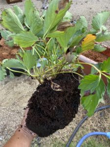 苦渋の決断！いちごを植え替える！伐根の悲しみ！