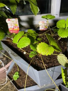 白いちごの不調の理由が分かった!とりあえず解決しそうで安心!