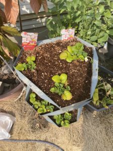 白いちごの管理作業の後