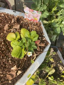 花をつけた白いちご