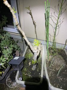 タラの芽の収穫