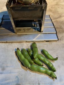 収穫したてのソラマメ