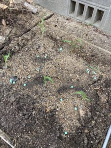 トウモロコシを植える