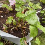 投資する？美味しいいちごの為に測定器を探してみる！