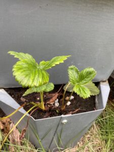 現在の白いちごの様子