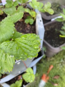 葉水が出ているいちご