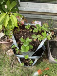 痛い目で学ぶ温度管理の大切さ！いちごの生育に不良が発生！？