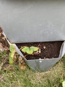 9月6日のいちご苗