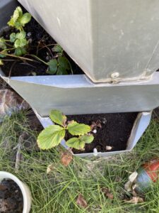 9月4日苗の様子