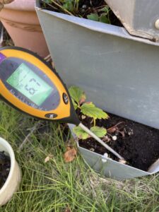 影響は如何に？刀剣の里のスラグを使っていちごに水をやってみる！