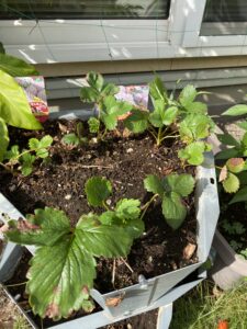 9月6日の一路苗