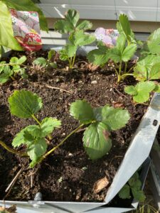 未知の肥料使用実験！これって悪影響？