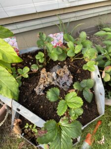 スラグを置いてイチゴを育てる