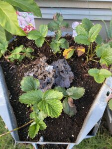 いちごの病気予防になるかも！刀剣の里のスラグで本格実験開始！