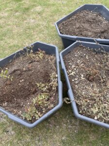 ジャガイモのプランター