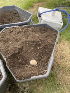 ジャガイモの植え付け