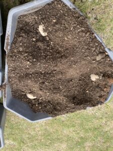 ジャガイモの植え付け