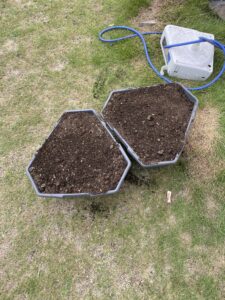 植えつけをしたジャガイモ