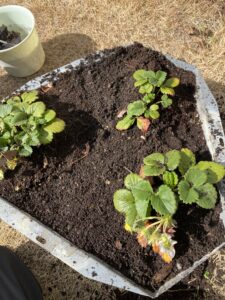 いちごのプランター