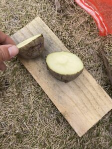 ジャガイモを切る