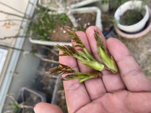 元社畜のスローな休日！庭先で採る春の山菜！